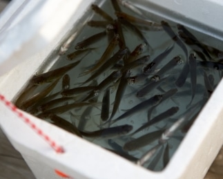 Minnows as live bait for Ice Fishing on Lake Simcoe